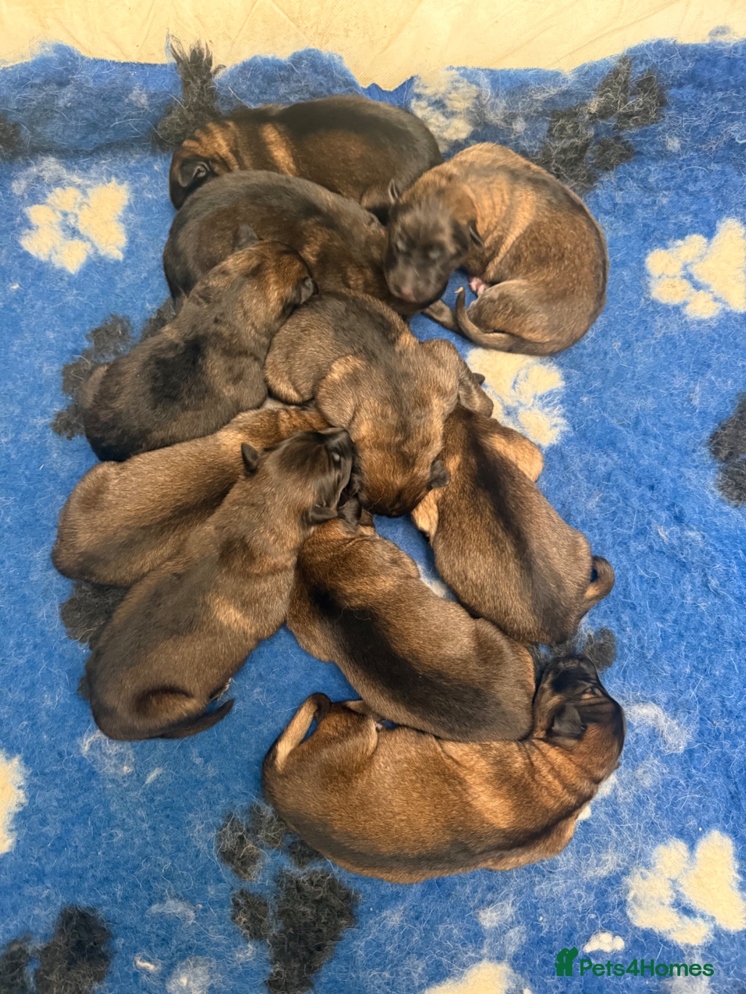 German Shepherd dogs for sale: Super Special Unique German Shepard Puppies  - Advert 3