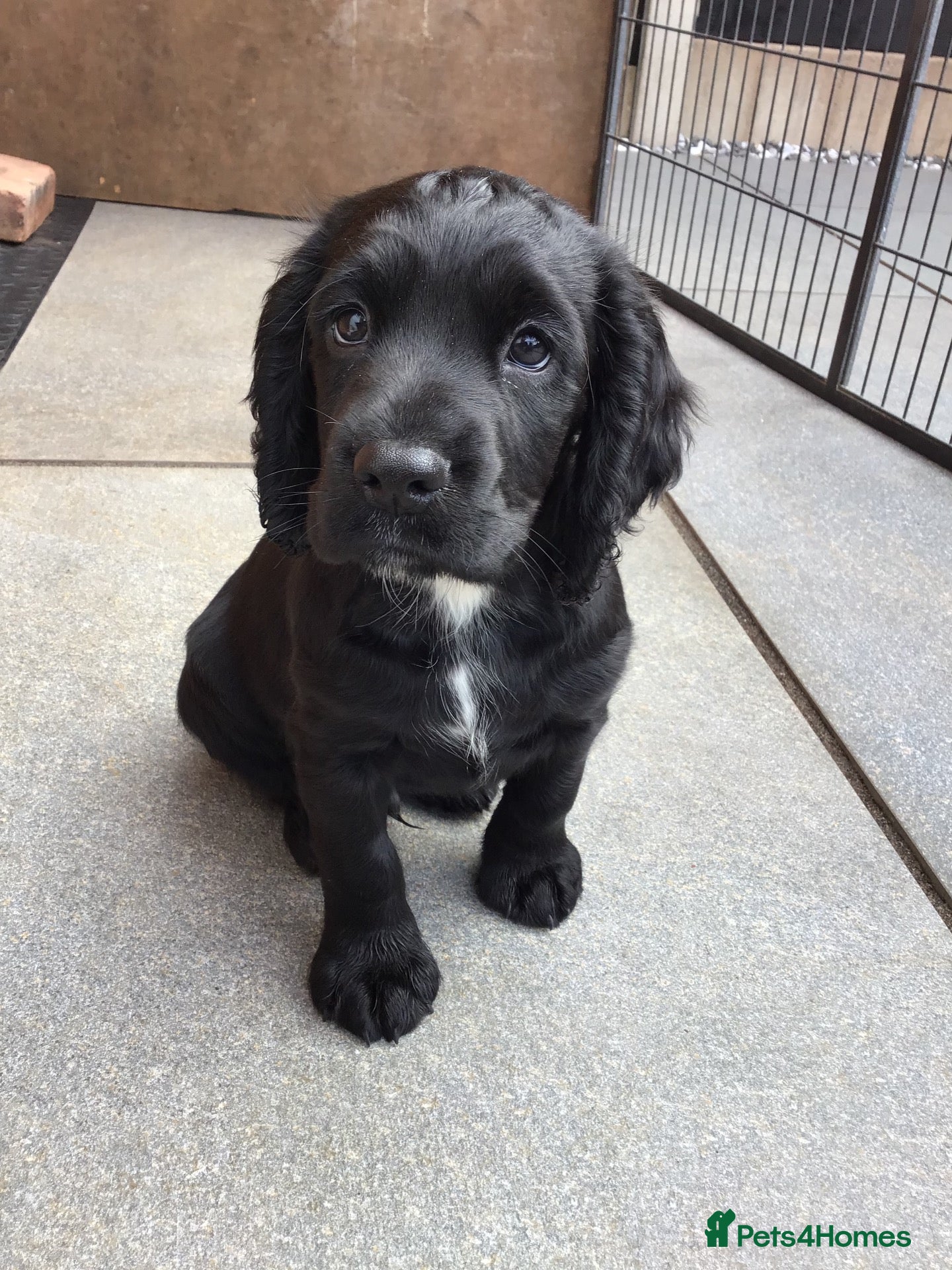 Cocker Spaniel dogs COCKER SPANIEL PUPPY.  - Advert 9