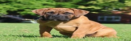 Boerboel dogs for stud: Imperial Health Tested & Champion Stud in Eastleigh - Advert 25