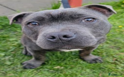 Staffordshire Bull Terrier dogs for stud: 🥇 KC Stafford Stud – Elite Line, Loving Nature - Image 11