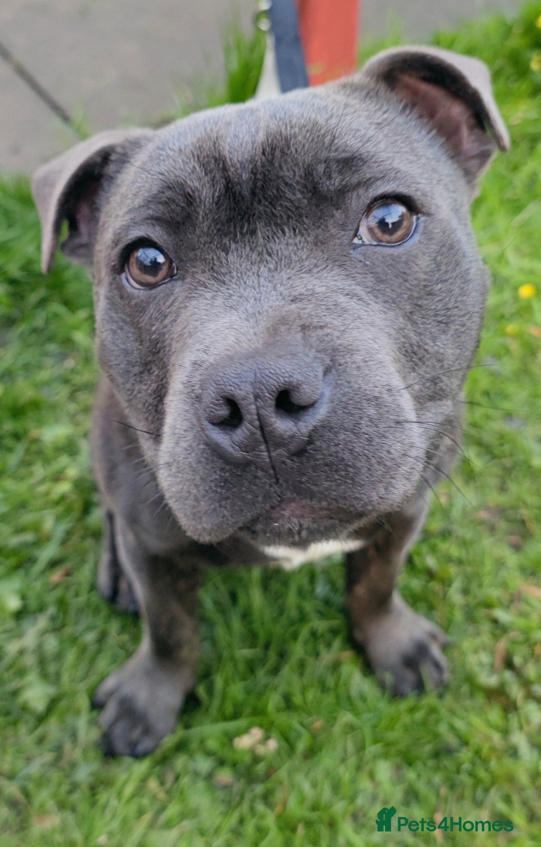 Staffordshire Bull Terrier dogs for stud: 🥇 KC Stafford Stud – Elite Line, Loving Nature - Image 11