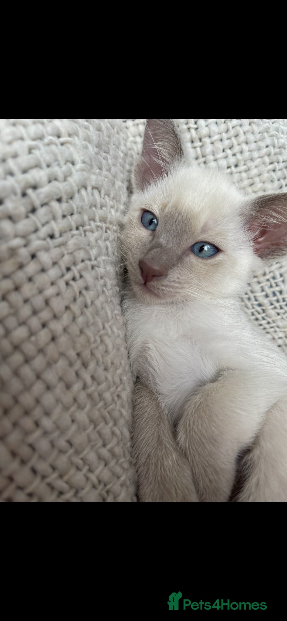 Siamese cats Last girl lilac point left  - Advert 1
