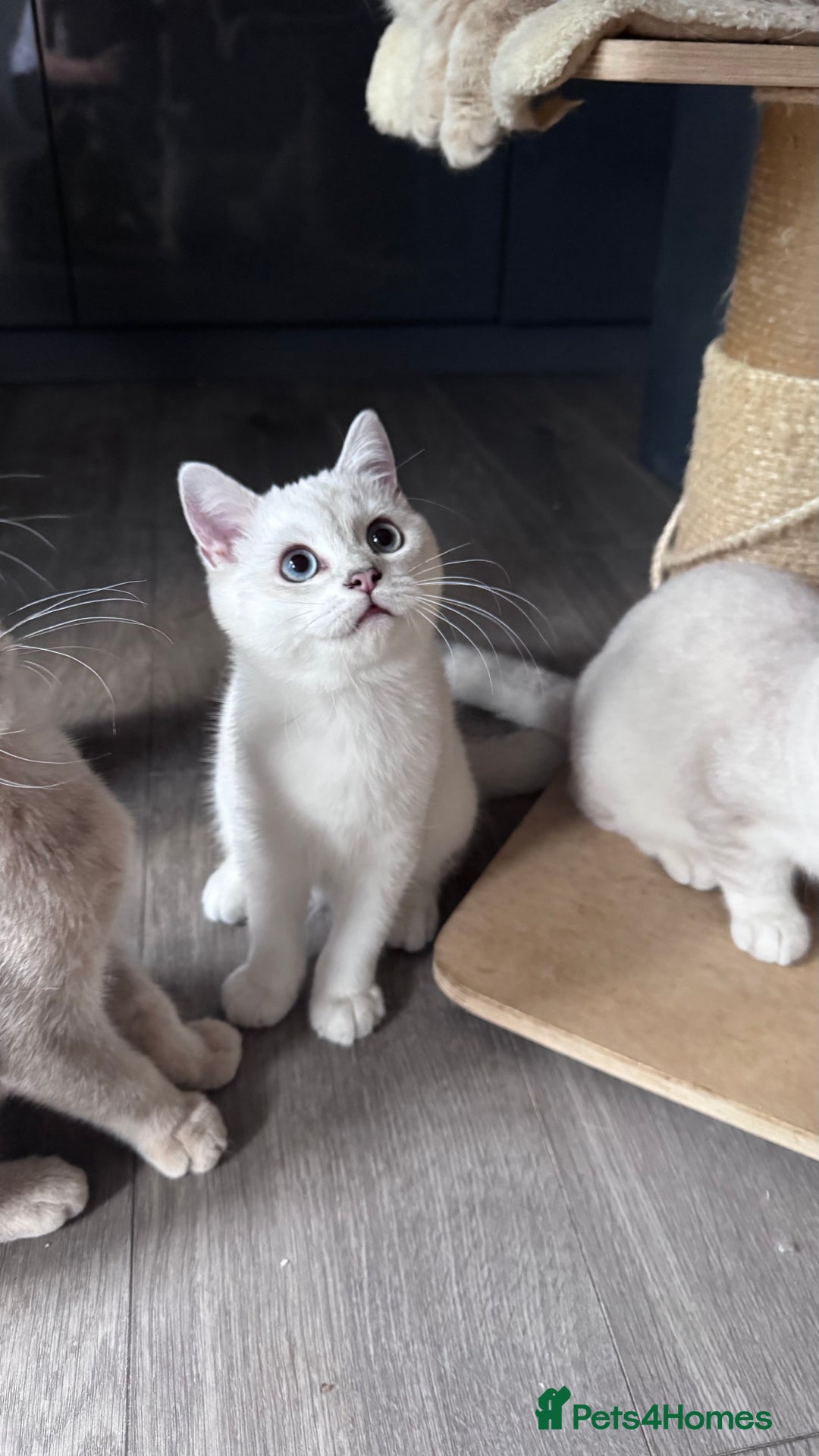 Scottish Fold cats for sale: Scottish fold and Scottish straight Tica pedigree  in Croydon - Image 14