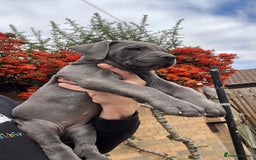 Cane Corso dogs for sale: Cane corso puppies 9 weeks old - Image 9