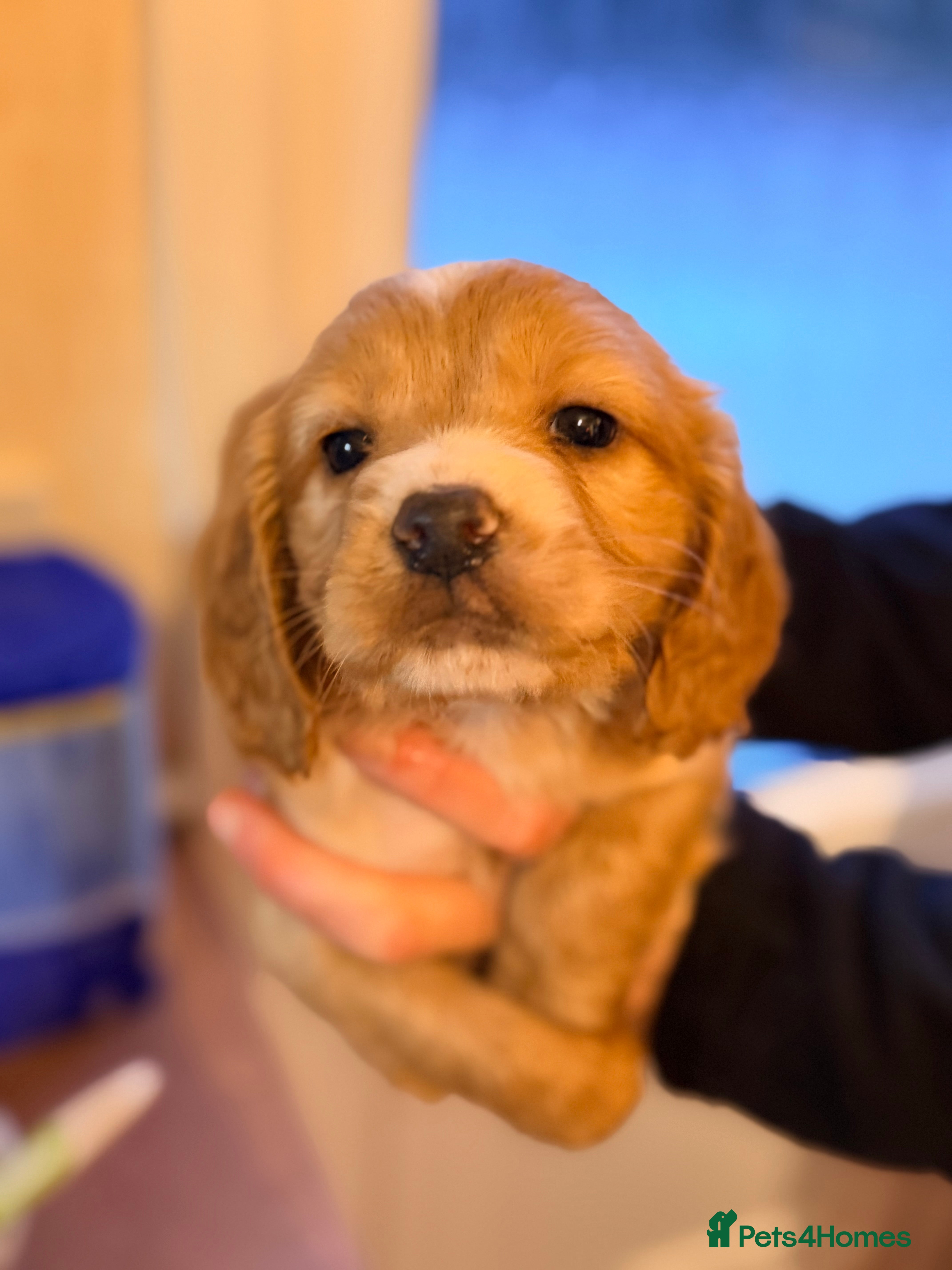 Cocker Spaniel dogs ⭐️ LAST WORKING SPANIEL BOY AVAILABLE⭐️ - Advert 7