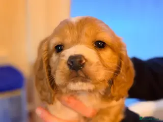 Cocker Spaniel dogs ⭐️ LAST WORKING SPANIEL BOY AVAILABLE⭐️ - Advert 2