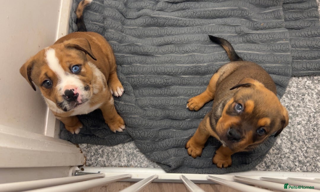 Mixed Breed dogs for sale: 3 beautiful puppies available  - Advert 18