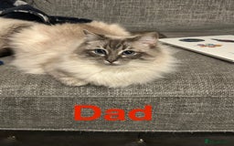 Ragdoll cats for sale: 5 Pure Ragdoll Kittens (7 Weeks Old) in Camborne - Image 13