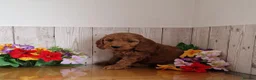 Cavapoo dogs for sale: BEAUTIFUL RED TOY CAVAPOO PUPPIES in Waltham Cross - Advert 4