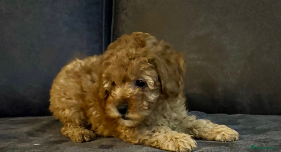 Cockapoo dogs for sale: Beautiful cockapoos  - Advert 11