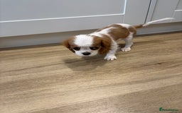 Cavalier King Charles Spaniel dogs for sale: Beautiful King Charles Cavalier puppies for sale  - Image 4