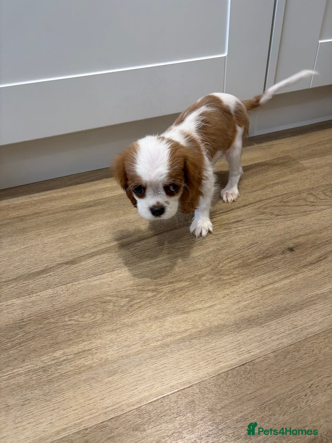 Cavalier King Charles Spaniel dogs for sale: Beautiful King Charles Cavalier puppies for sale  - Image 4