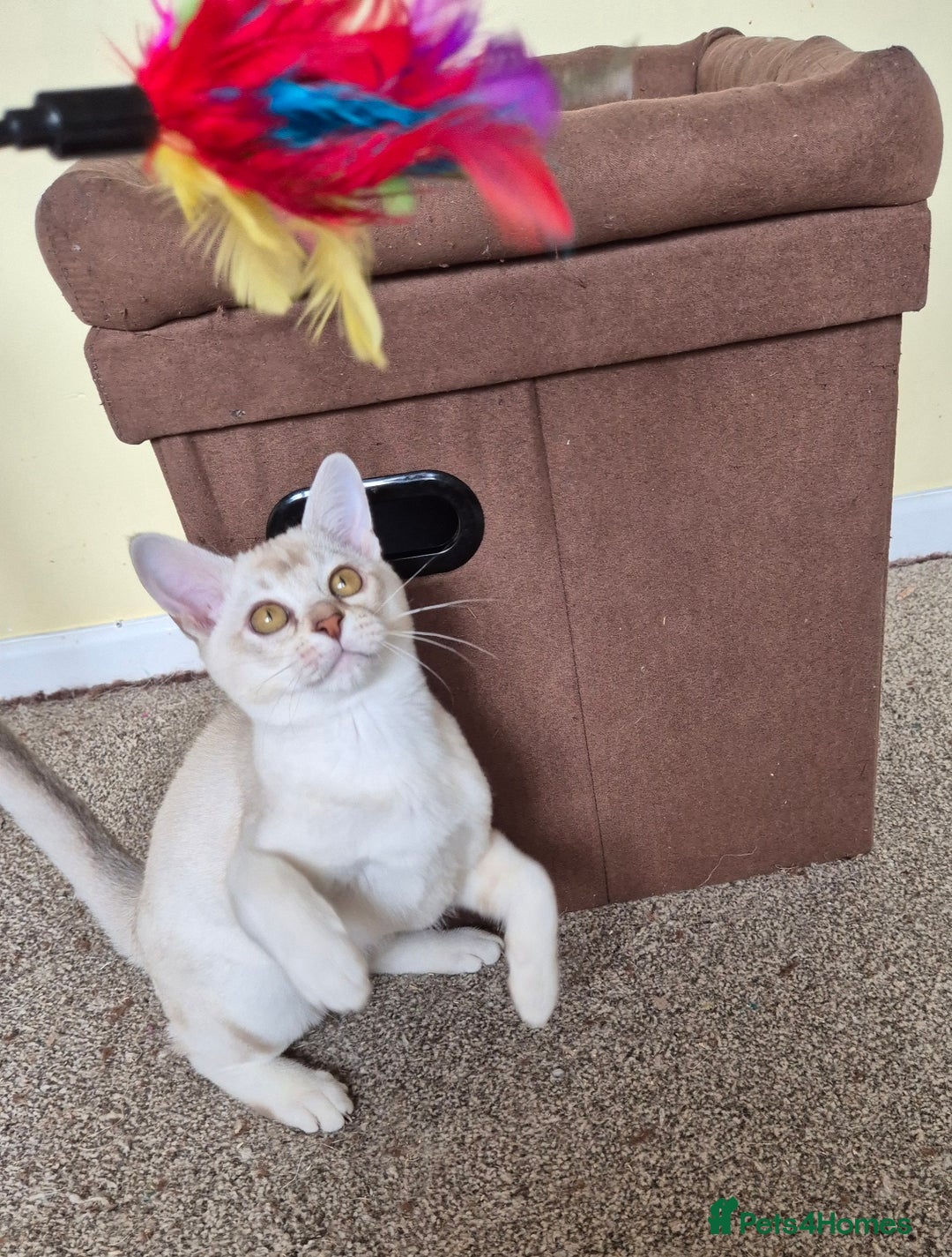 Burmilla cats for sale: Chocolate Silver Shaded Male Burmilla Kitten  - Image 4