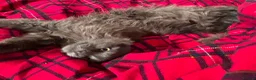 Maine Coon cats for sale: Maine coon kittens - Advert 6