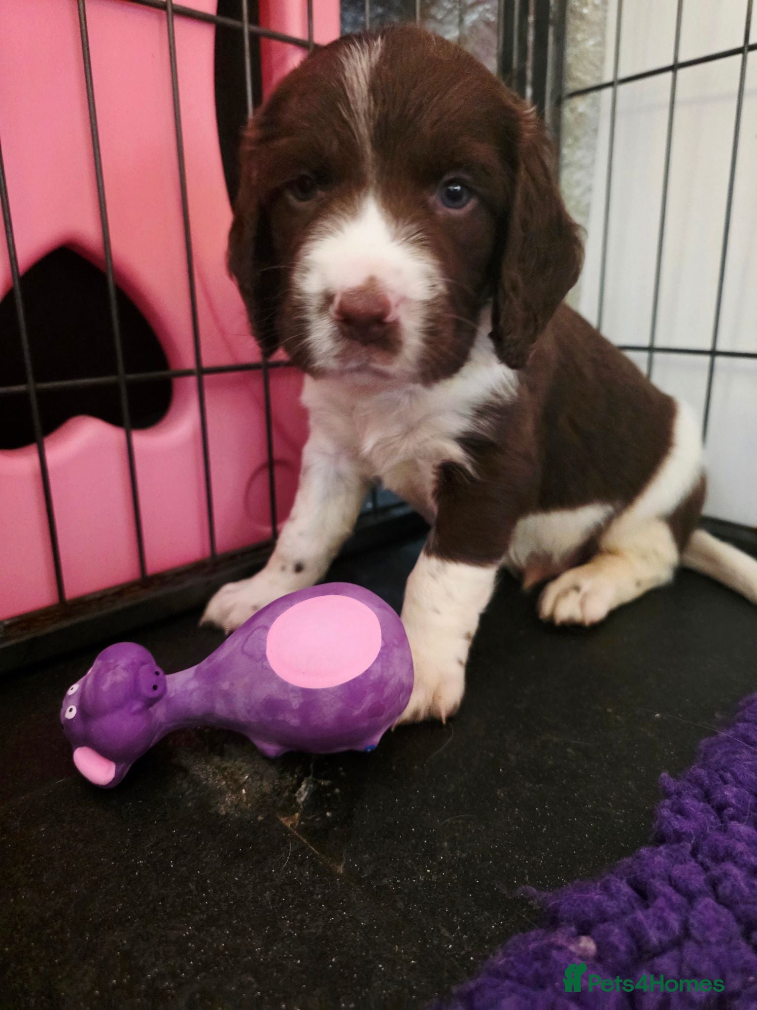 English Springer Spaniel dogs KC Health Tested, Home Reared 5 ⭐️ Liver Pups - Advert 2
