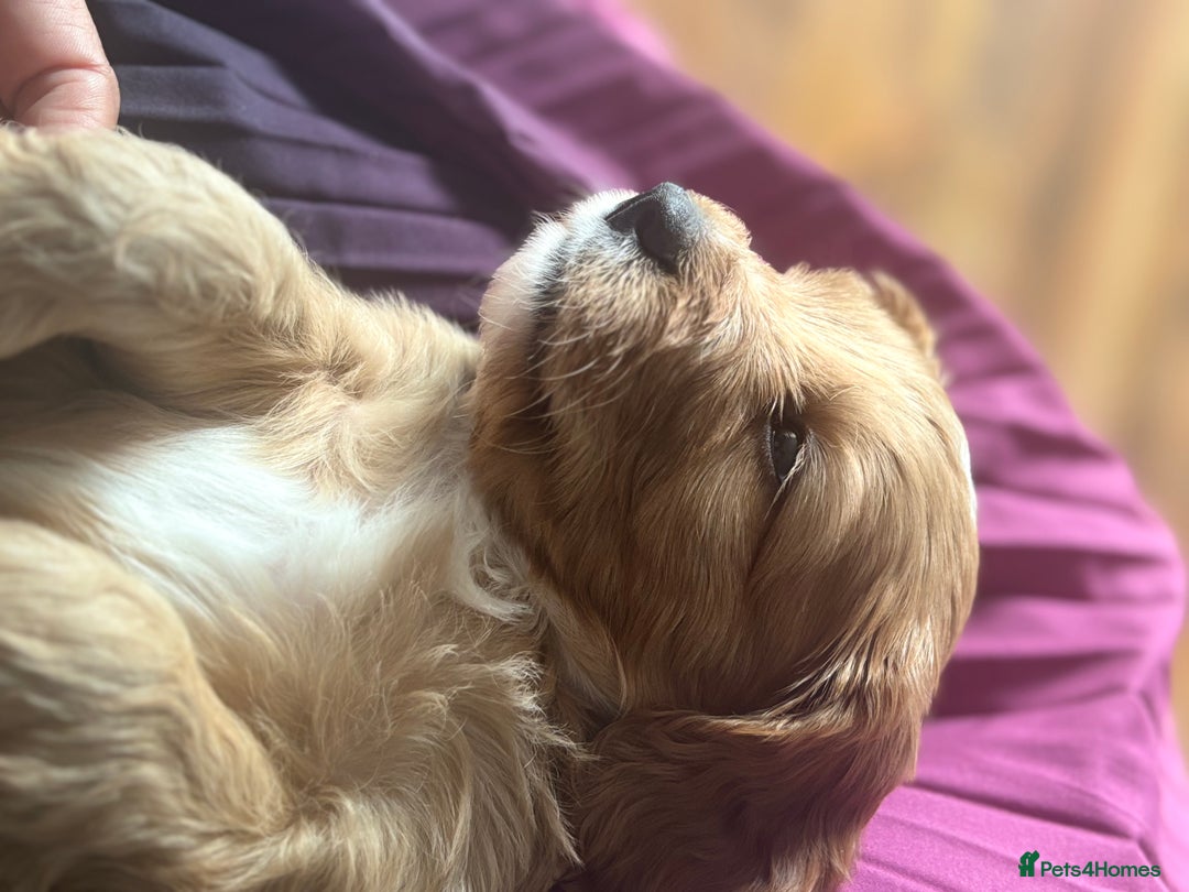 Cavapoo dogs for sale: King Charles Cavalier x Cavapoo - Image 6