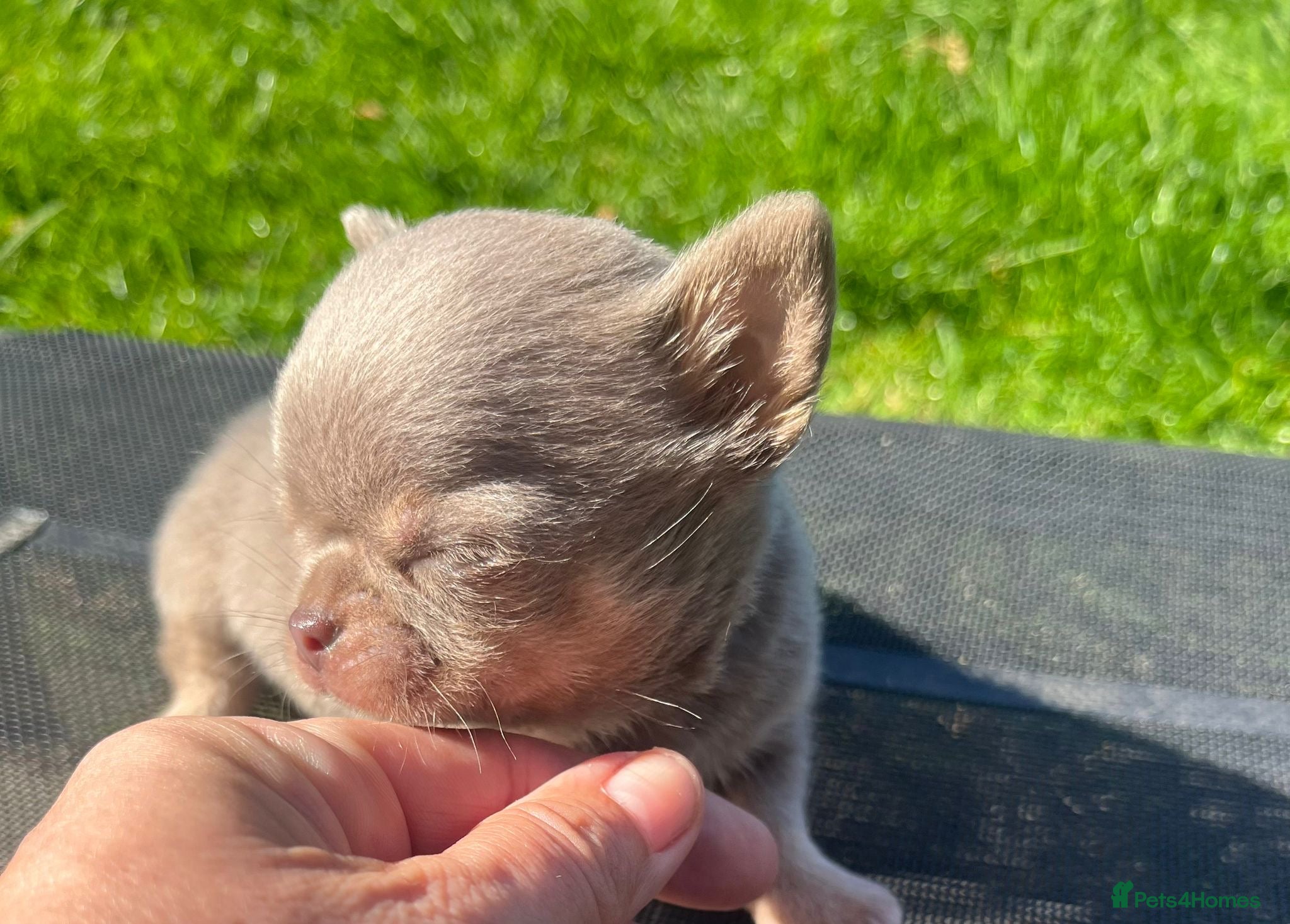 Chihuahua dogs BEAUTIFUL LILAC AND TAN BOY - Advert 16