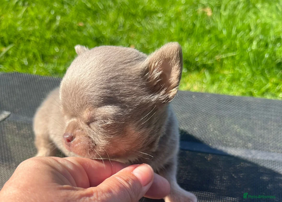 Chihuahua dogs for sale: BEAUTIFUL LILAC AND TAN BOY - Advert 2