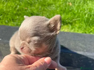 Chihuahua dogs BEAUTIFUL LILAC AND TAN BOY - Advert 16