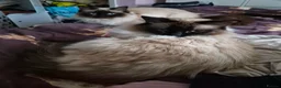 Ragdoll cats for sale: Ragdoll kittens  in Ashton-under-Lyne - Advert 12