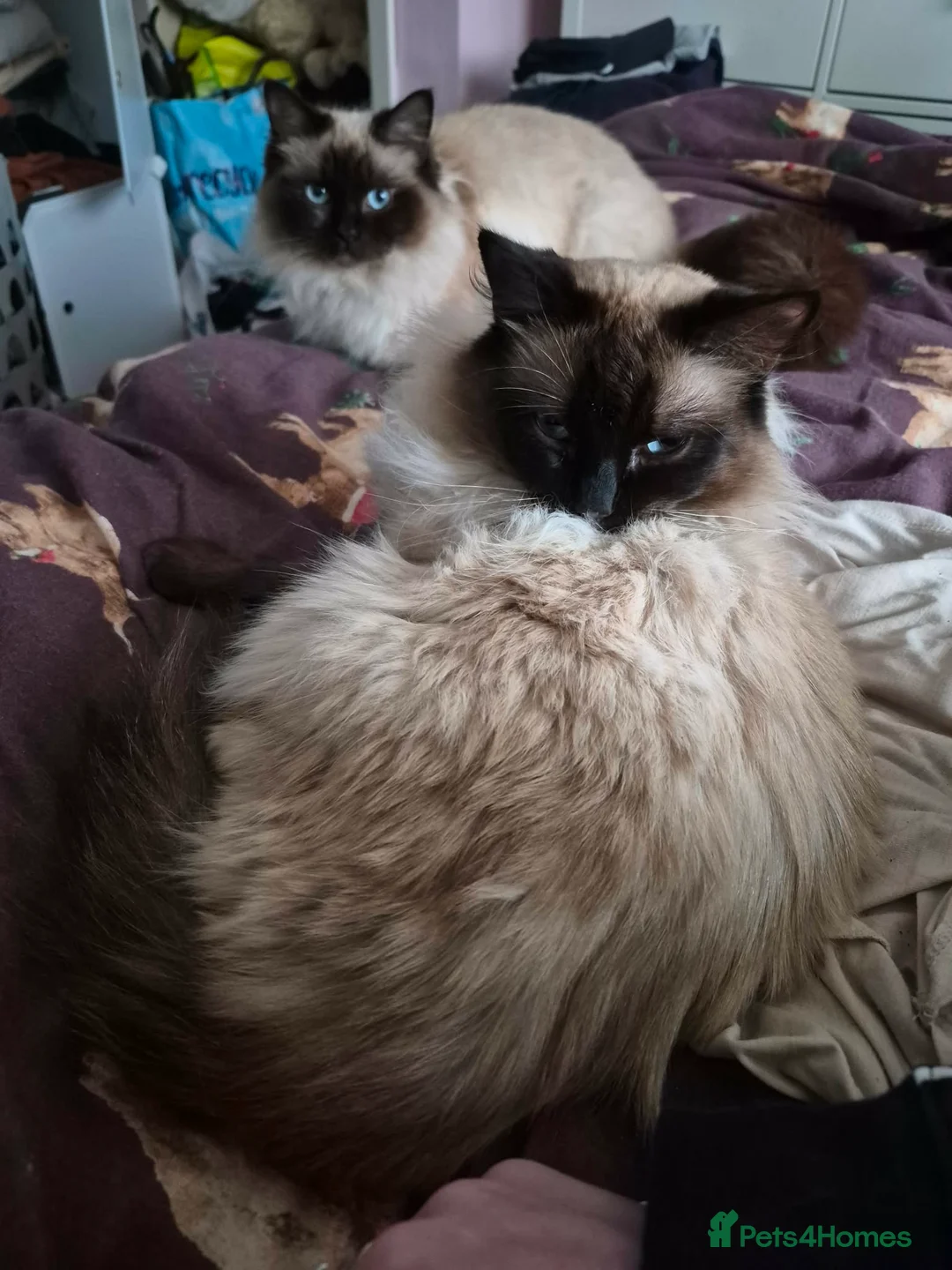 Ragdoll cats for sale: Ragdoll kittens  in Ashton-under-Lyne - Advert 12