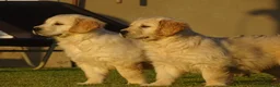 Golden Retriever dogs for sale: Golden Retriever Puppies in Armagh - Advert 19