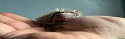 Pygmy Hedgehog rodents for sale: Beautiful Pygmy hedgehogs for sale!  - Advert 4