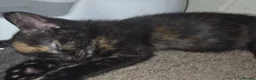 Mixed Breed cats for sale: 5 kittens gor sale in melksham  in Melksham - Advert 5