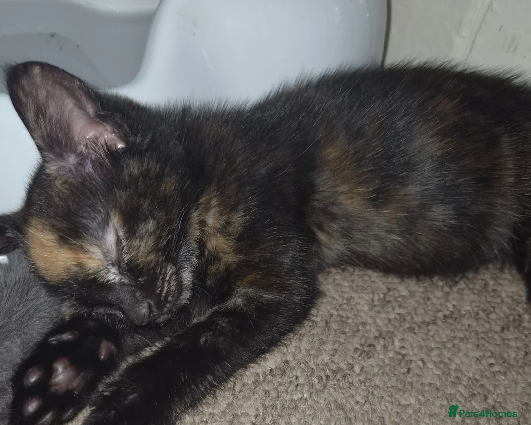 Mixed Breed cats for sale: 5 kittens gor sale in melksham  in Melksham - Advert 5