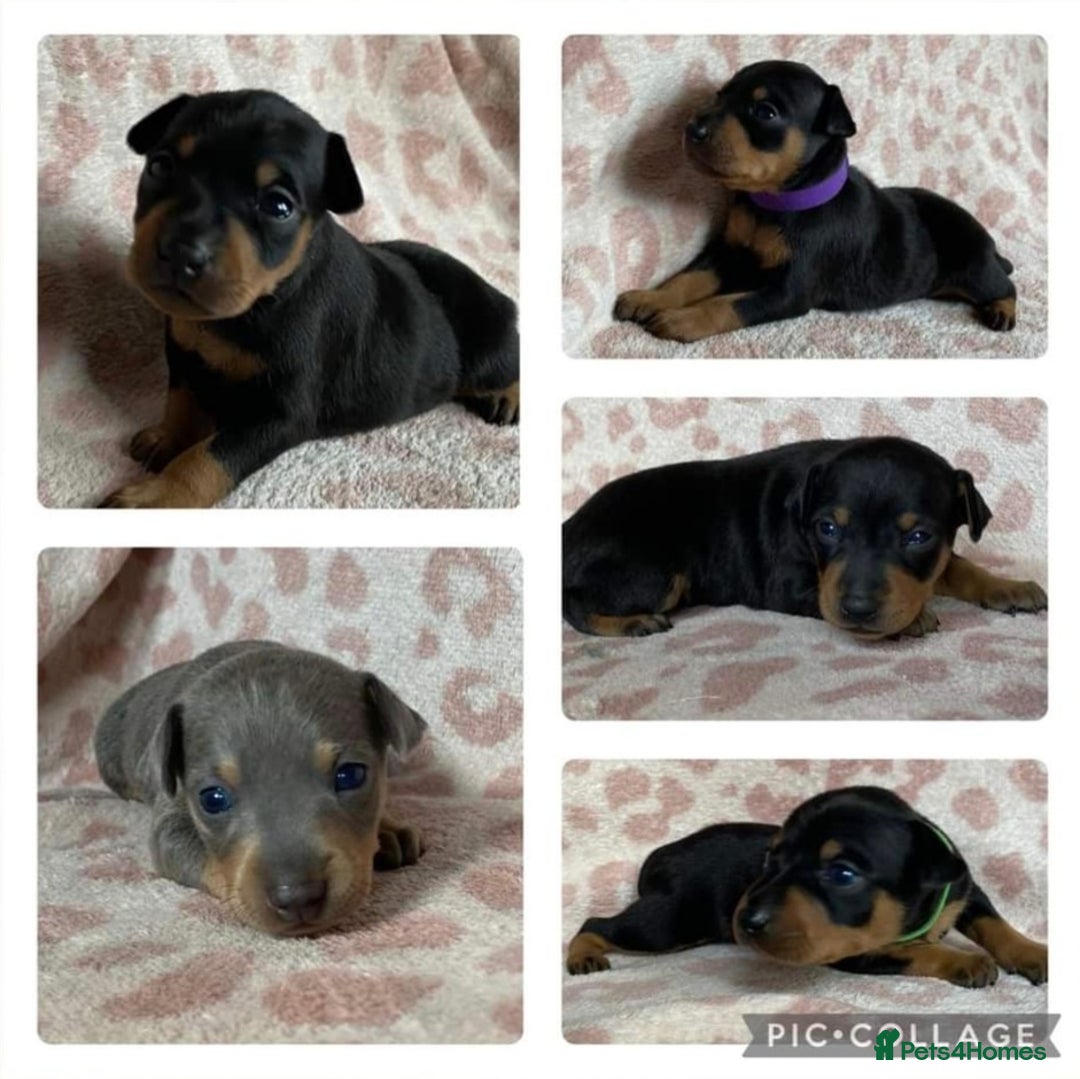 Miniature Pinscher dogs for stud: KC Registered miniature pinscher for stud  in Bolton - Advert 9