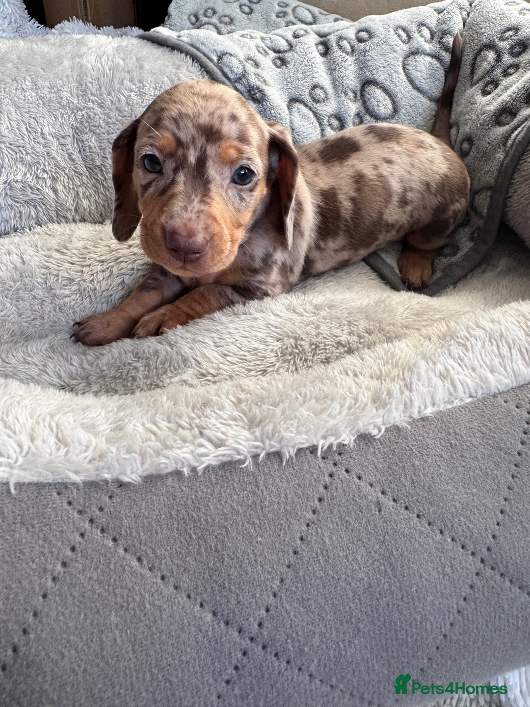 Dachshund dogs for sale: Dachshund Miniature  - Image 25