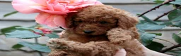 Miniature Poodle dogs for sale: Miniature Poodles in Northolt - Advert 11