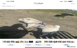 Shar Pei dogs for sale: Shar Pei looking for new home - Image 4