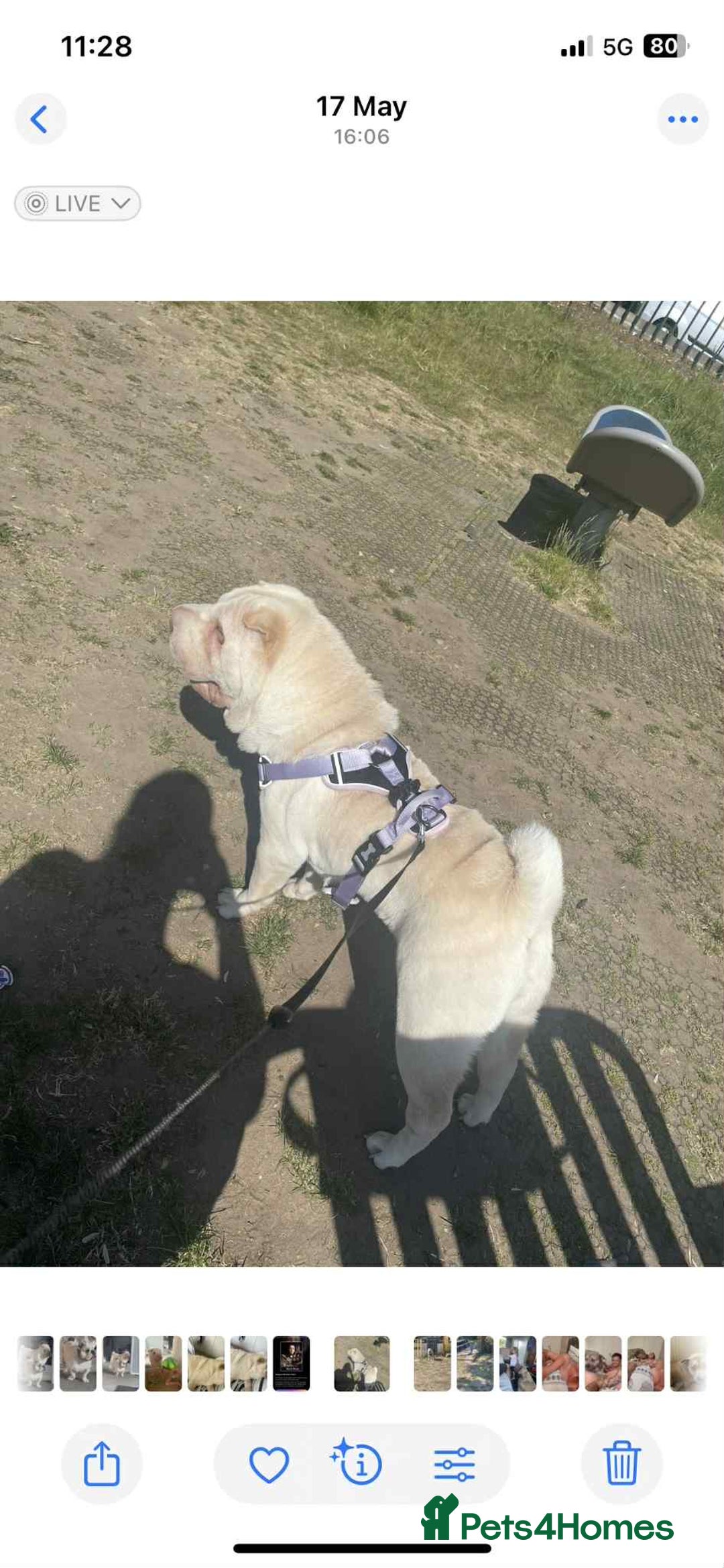 Shar Pei dogs for sale: Shar Pei looking for new home - Image 4