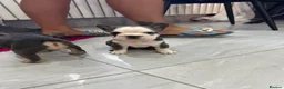 French Bulldog dogs for sale: French bulldog puppies  - Advert 8
