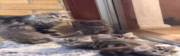 Maine Coon cats for sale: Maine Coon kittens - Advert 16