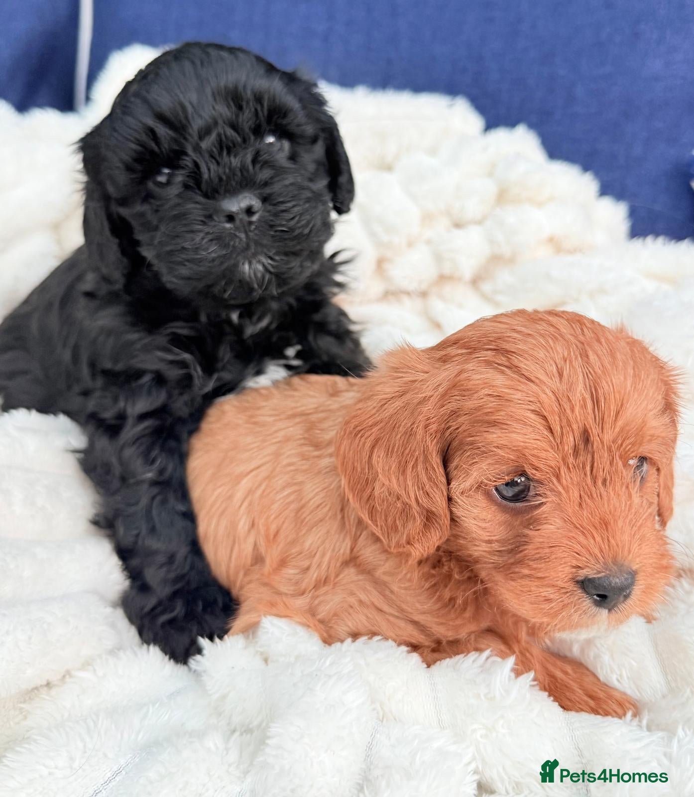 Cavapoo dogs Last black boy pup available F2 - Advert 2