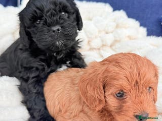 Cavapoo dogs Last black boy pup available F2 - Advert 16