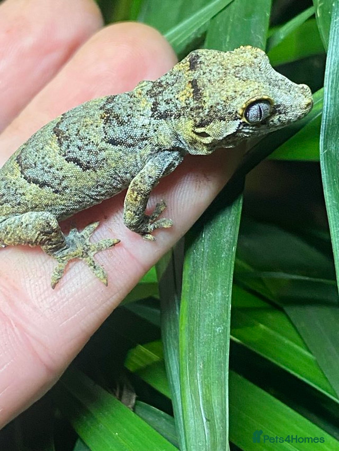 Gecko reptiles for sale: Gargoyle Gecko  - Image 3