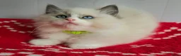 Ragdoll cats for sale: CHAMPION FATHER. GCCF KITTENS  - Advert 10