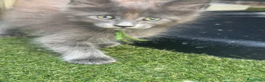 Maine Coon 5