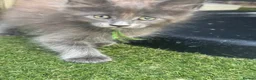 Maine Coon cats for sale: Stunning GCCF Registered Maine Coon Kittens  - Advert 19