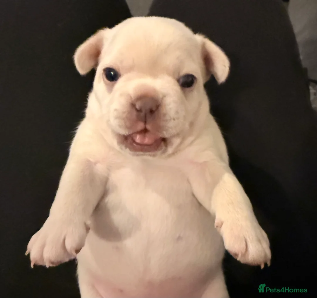 French Bulldog dogs for sale: Platinum girl for sale in North Walsham - Advert 7