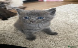 Ragdoll cats for sale: Ragdoll cross kittens - Image 5