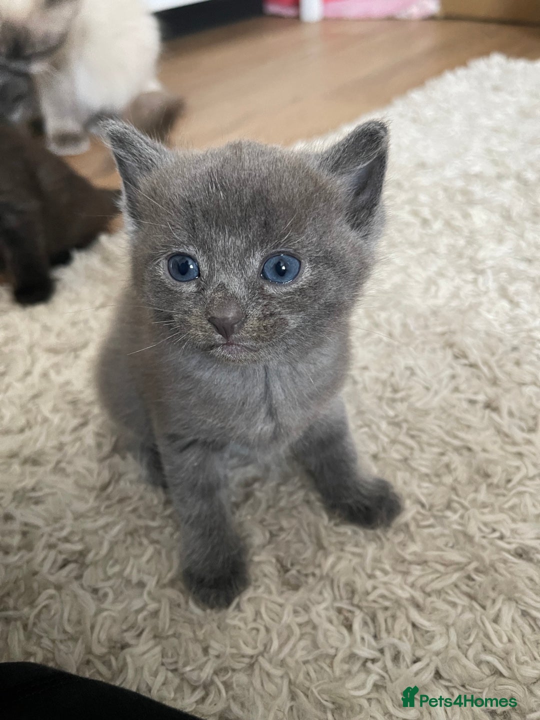 Ragdoll cats for sale: Ragdoll cross kittens - Image 5