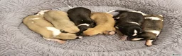 Whippet dogs for sale: Kc reg whippet litter - Advert 2