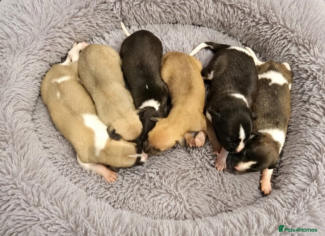 Whippet dogs for sale: Kc reg whippet litter - Advert 2