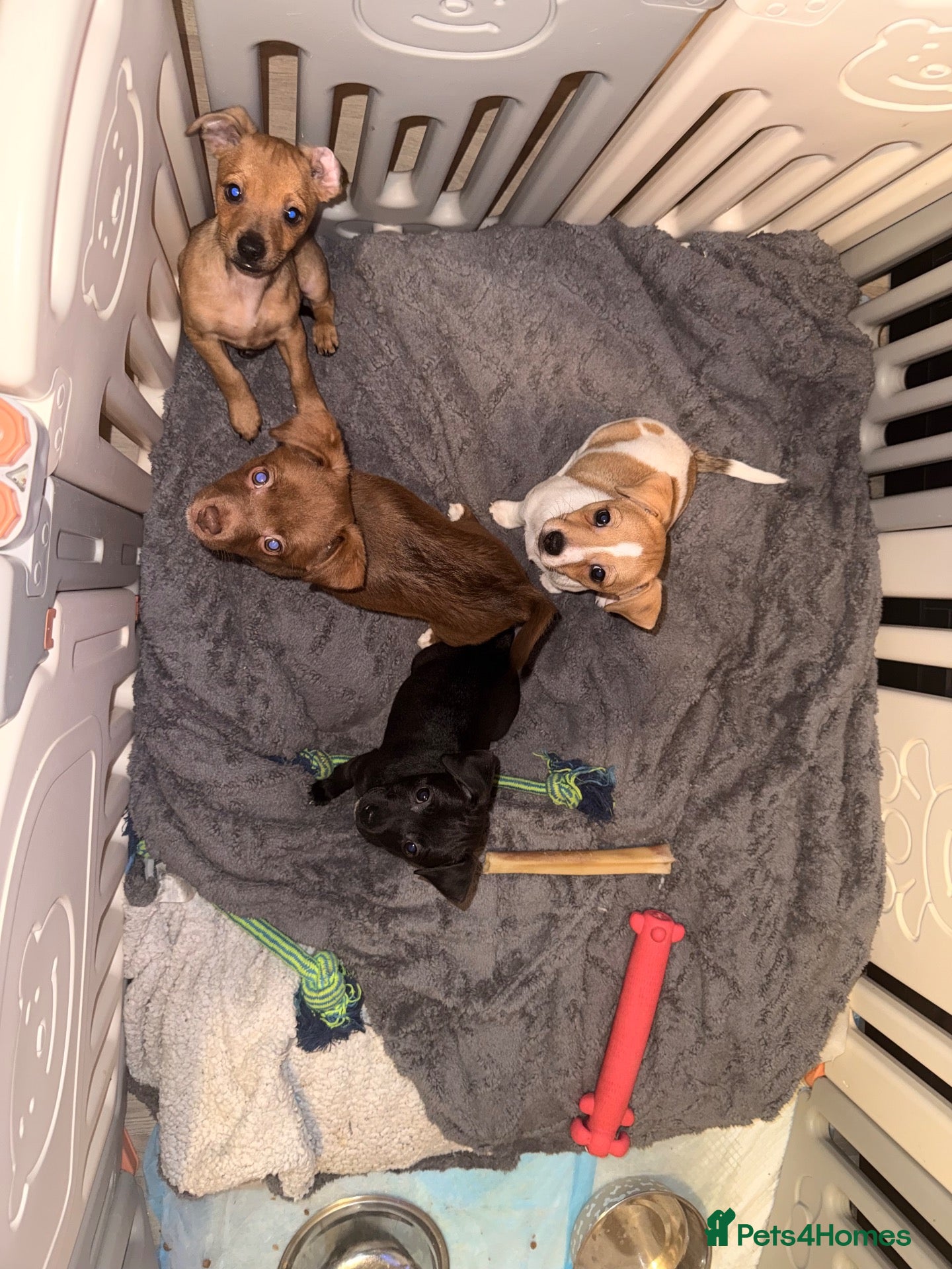 Mixed Breed dogs **READY NOW** 4 jack Russel mix - Advert 19