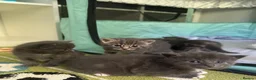Domestic Shorthair cats for sale: Beautiful Grey blue kittens & grey tabbies x 7 - Advert 6