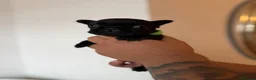 French Bulldog dogs for sale: French Bulldog Puppies for Sale in London - Advert 5